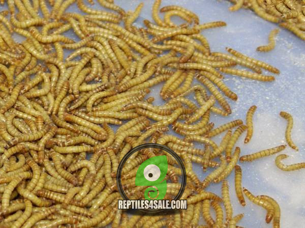 live-mealworms-big-0