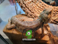 bearded-dragon-rehome-small-0