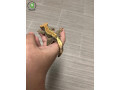 harlequin-crested-gecko-small-0