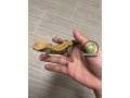 harlequin-crested-gecko-small-1