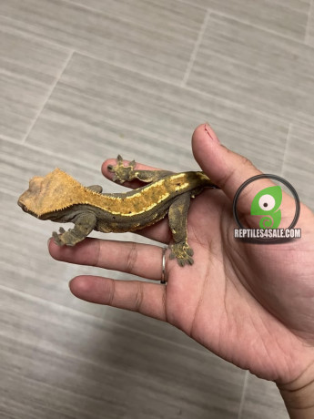 harlequin-crested-gecko-big-1